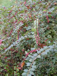 Image result for Caprifoliaceae