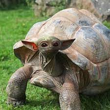 Viral photoshop images are known to circulate and deceive everyone, because the flawless way the picture is manipulated tricks people into thinking whatever's in the photo is real. Cute Drawings Hard Animals Novocom Top