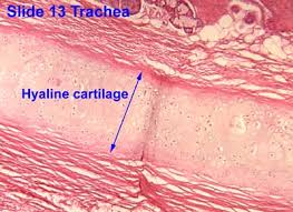 Cuneiform cartilages of larynx functions: Cartilage
