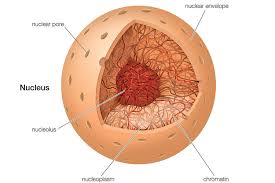 See full list on biologydictionary.net The Nucleus Definition Structure And Function Cells Project Eukaryotic Cell Animal Cell Project