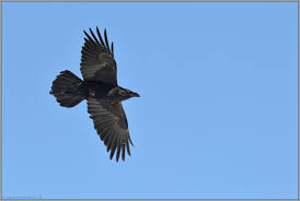 Check out our kolkrabe selection for the very best in unique or custom, handmade pieces from our shops. Flugbild Kolkrabe Corvus Corax