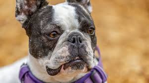 French bulldogs are not hypoallergenic. French Bulldog Mixes 20 Unique Frenchie Crossbreeds