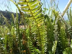 Image result for Megalastrum lanuginosum