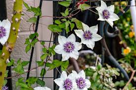 クレマチスの花言葉 花の種類や季節 開花時期は Horti ホルティ By Greensnap