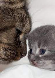 Browse our cat and kitten pictures and try not to laugh too loud! 22 Adorable Pictures Of Mother Cats And Their Kittens We Love Cats And Kittens Cute Animals Cute Cats Kittens Cutest