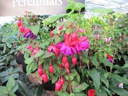 Hardy Fuchsia Double Otto Tapestry Nature Japanese Maple Tree Farm Nursery