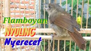 Perbedaan burung flamboyan jantan dan betina bila ditanyakan tentаng burung wergan jawa mungkin tidаk banyak dаri kita yаng mengenal ciri ciri burung flamboyan jantan dan betina. Video Flamboyan Nyuling Nyerecet Panjang Buat Pancingan Agar Bunyi Toman Net Getting My Video Music Dowload To Work Music Radio Streaming