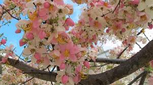 Wring the excess water from the peat moss until it holds the moisture content of a damp sponge. Palawan Cherry Tree Seeds Lazada Ph