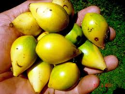 Image result for Artabotrys stolzii