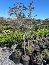 Image result for Acacia baileyana