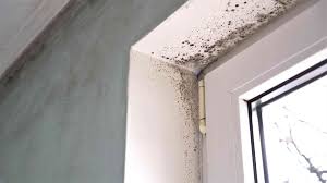 This article begins our series of instructions on how to track down the source of hidden mold contamination in buildings. Could Household Mold Be Worsening My Asthma