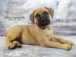 Puppyfinder.com is your source for finding an ideal bullmastiff puppy for sale in usa. Bullmastiff Puppies Petland Summerville