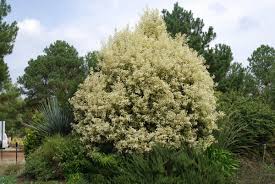 Image result for Ligustrum lucidum