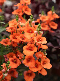Image result for Nemesia zimbabwensis