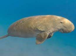 It is the only member of the dugongidae family, and its closest living relatives are the manatees. Dugongs Looking To The Gentle Sea Creature S Past May Guard Its Future