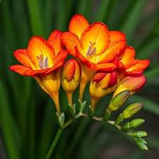 Image result for Freesia