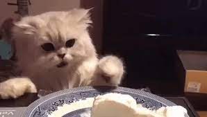 Kitten Eating Ice Cream Http Ift Tt 2n9sg3f Cats Funny Cat Images Eating Ice Cream