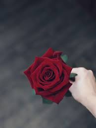 Then connect it to xbox one, and leave it as is. Cvety Eto Pocherk Vashih Chuvstv Beautiful Rose Flowers Beautiful Roses Red Roses Wallpaper