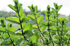 Check spelling or type a new query. Plant Identification Cheat Sheet Questions Clues To Look For