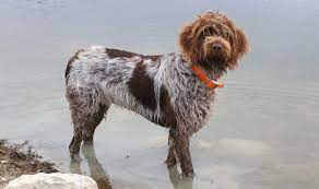 We reside in the beautiful state of montana. Korthals Griffon Gundog Dogs