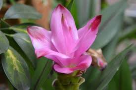 Il filodendro è un genere di 275 specie di piante sempreverdi che appartiene alla famiglia delle aracee rose a cespuglio a grandi fiori, rose. Piante Appartamento Piante Da Interno