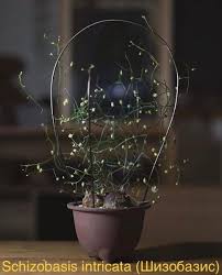 Image result for Schizobasis intricata