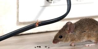 This is the newest place to search, delivering top results from across the web. How To Get Rid Of Mice And Rats In The House