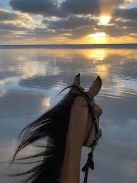 Pin By ولدالمنصوري On صور احصنه Horses Beautiful Horses Horse Pictures