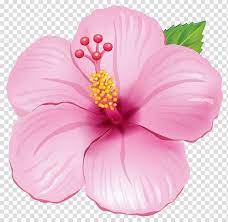 Pin On Festa Moana