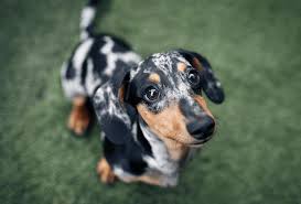 Dachshund Lifespan Facts You Should Know Pawleaks