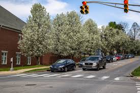 Visitors of the downtown indy park can find the cherry trees on the west bank of the white river, east of the indiana zoo's white river gardens. This Flowering Tree Is Everywhere In Indiana And It S Crowding Out Native Species News Indiana Public Media