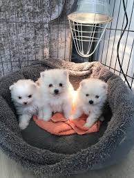 Pomeranian puppies can best be described as the teddy bears of the dog world. Pomeranian Puppies For Sale San Diego Ca 262595
