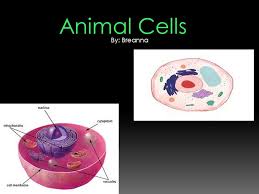 Visit our website for more information about our services or to speak to an expert. Animal Cells By Breanna What Organelles Are In Animal Cells There Are 5 Types Of Cell Organelles In An Animal Cell They Are The Mitochondria Cell Ppt Download