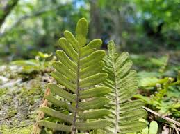 Image result for Pleopeltis  × simiana