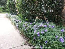 2 plants katie pink dwarf mexican petunia ruellia perennial ground, rooted live plant wcrf18. Photo Of The Entire Plant Of Dwarf Mexican Petunia Ruellia Simplex Katie Posted By Shadygreenthumb Garden Org