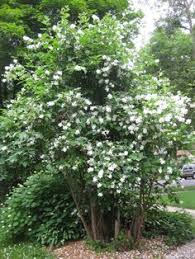 Maybe you would like to learn more about one of these? 62 Central Oregon Plant Tree Ideas Plants Trees To Plant Outdoor Gardens