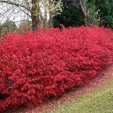 Burning Bush Seeds Kochia Trichophylla Annual 50 Etsy Natural Fence Flowering Bushes Front Yard Landscaping