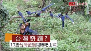 7,263 likes · 41 talking about this. å¥‡è§€ 10éš»å°ç£è—éµ²åŒæ™‚åƒå±±è•‰ é™³ç´¹å¿ æä¾› Youtube