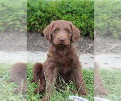 Screened to meet the highest standards. Labradoodle Puppies For Sale In Pennsylvania Usa Page 1 10 Per Page Puppyfinder Com