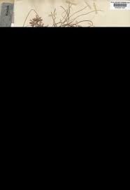 Image result for Cyperus amauropus