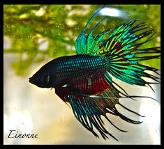 Betta Fish Quotes Quotesgram