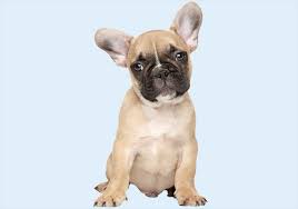 The french bulldog's grooming needs are low compared to many other dog breeds. French Bulldog Puppies Buy Puppy In Dubai Happy Paws Dubai