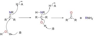 The site owner hides the web page description. Imine Hydrolysis