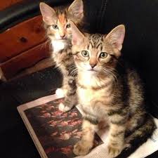 Amanda Damnationhair Instagram Photos And Videos Cats Litter Instagram