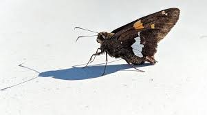 Black And White Spotted Moth Meaning Brown Moth Meaning And Symbolism