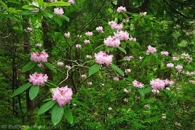 Pacific Rhododendron Edbookphoto In 2020 Showy Flowers Rhododendron Small City Garden