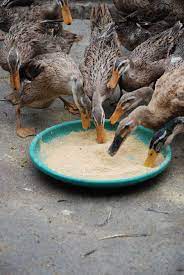 Mewarnai bebek gif gambar animasi animasi bergerak 100 via gambaranimasi.org. 101 Gambar Bebek Sedang Makan Paling Keren Gambar Pixabay