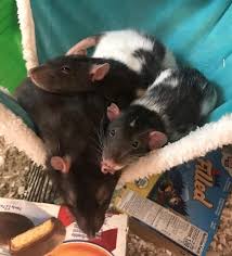 How much does a vet visit cost with a rat? Five Reasons Why Rats Make The Best Pets Bctv