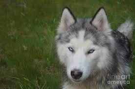 3.3 out of 5 stars. Blue Eyed Siberian Husky Puppy Dog Photograph By Dejavu Designs