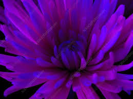 If you plant before the frosts are over, they may get frosted and die, so pot in march or early april for flowering in early july. Cactus Dahlia Keyword Search Science Photo Library